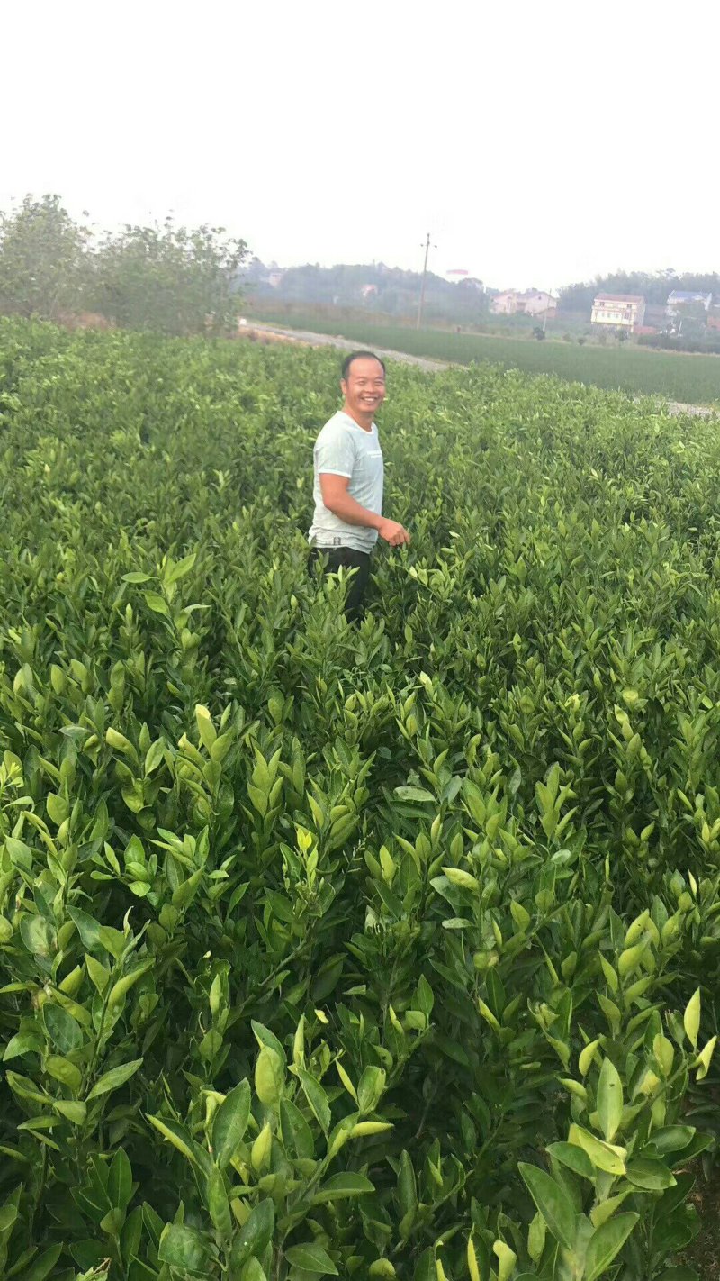 纽荷尔脐橙苗/树人农林/纯度和品质保证，签订合同技术指导