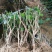 【爆品】包邮2年茉莉花苗春季半成品白色双瓣园林绿化工程苗