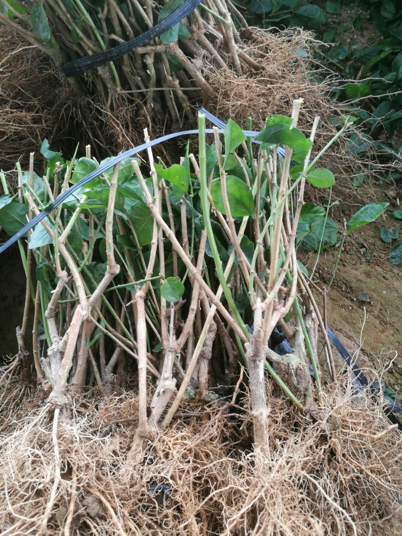 【爆品】包邮2年茉莉花苗春季半成品白色双瓣园林绿化工程苗