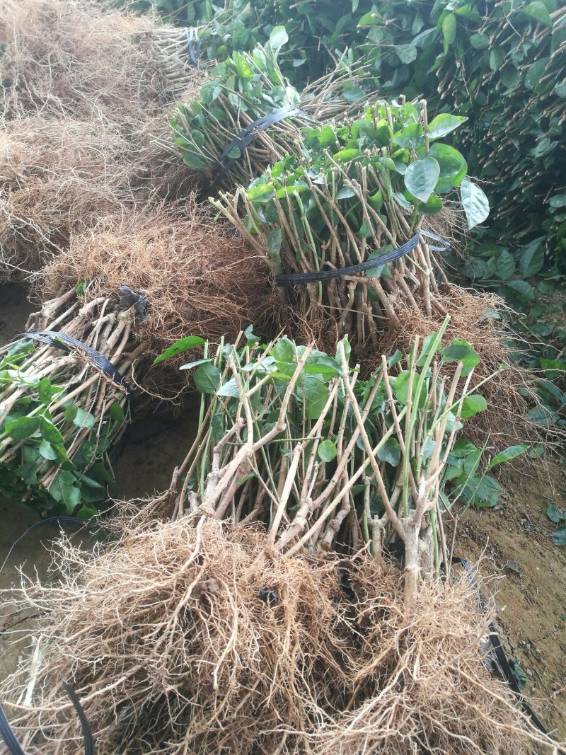 【爆品】包邮2年茉莉花苗春季半成品白色双瓣园林绿化工程苗