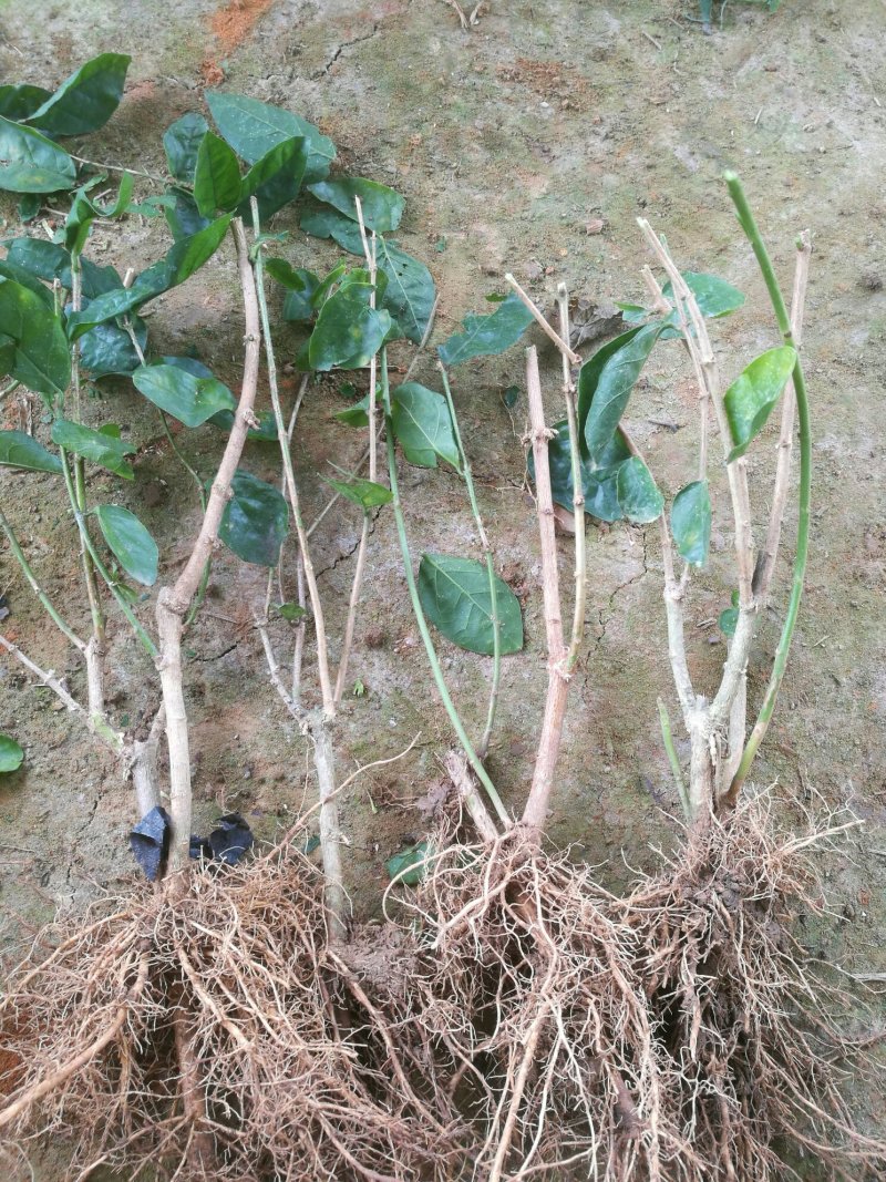 【爆品】包邮2年茉莉花苗春季半成品白色双瓣园林绿化工程苗