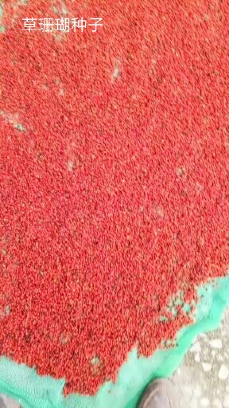 肿节风种子
