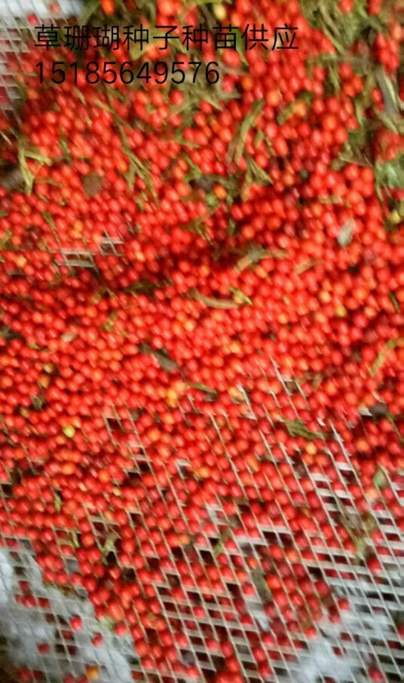 肿节风种子