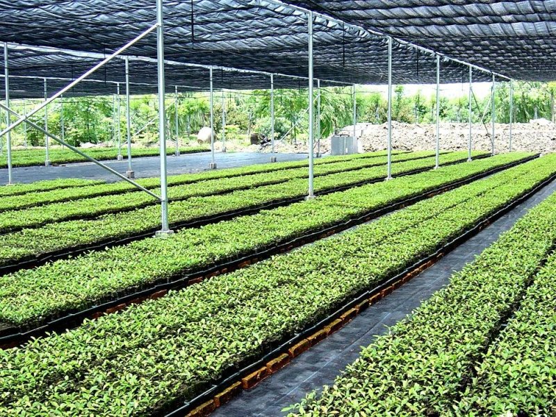 五味子苗（北红珍珠2号）包技术提供发票