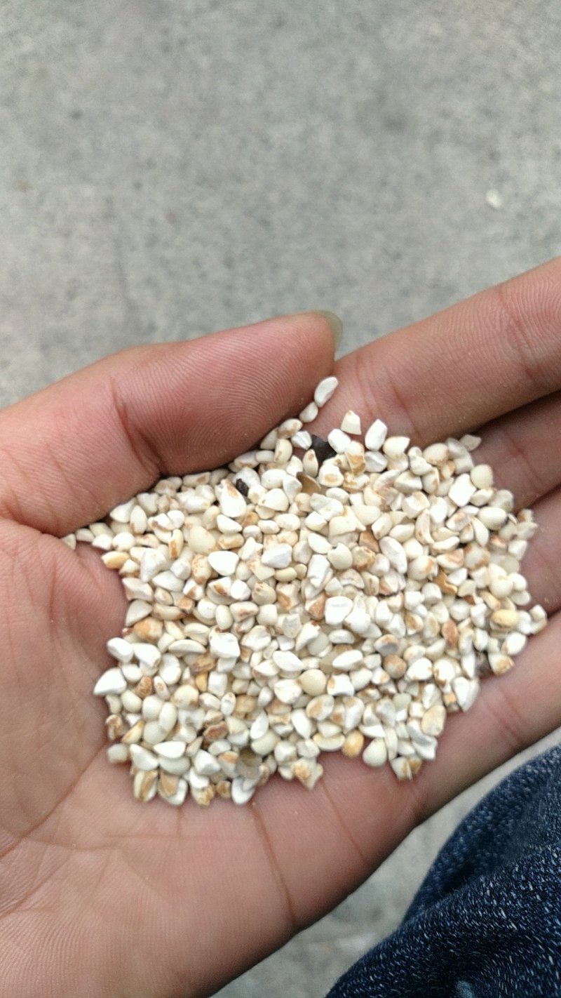 薏米