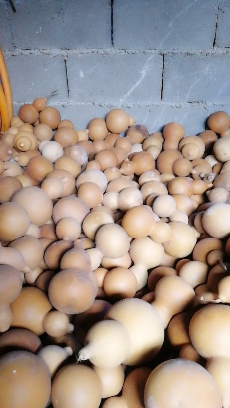 云南装饰葫芦大量上市品质保证诚信经营价格透明可视频看货