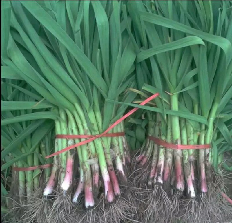 红根蒜苗