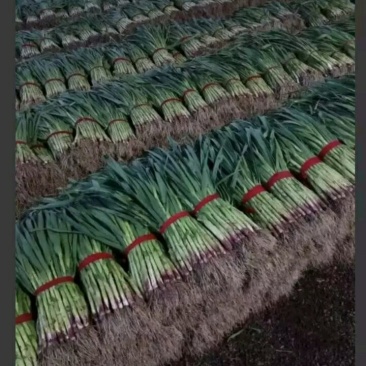 红根蒜苗