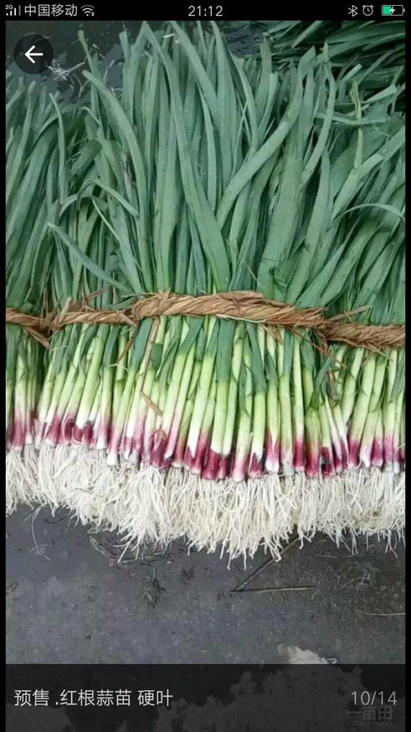 红根蒜苗