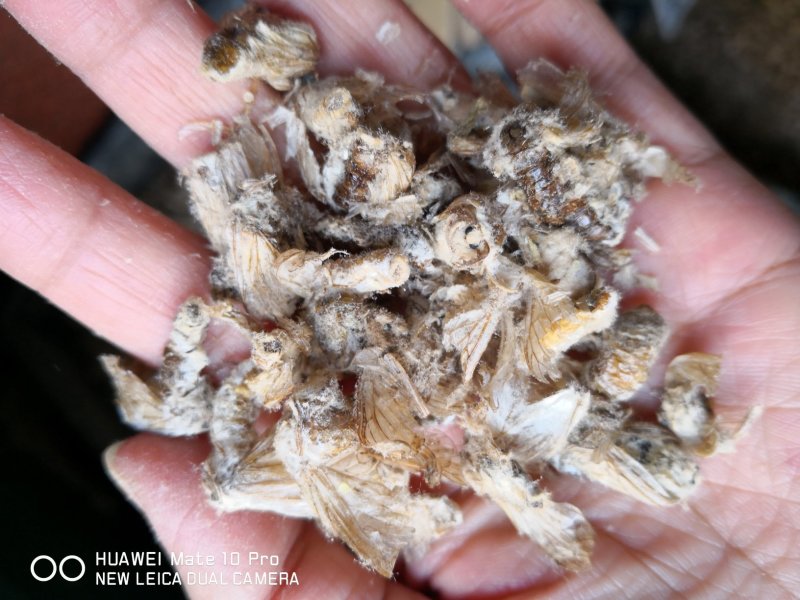 雌蚕蛾云南干货人工养殖2斤起包邮