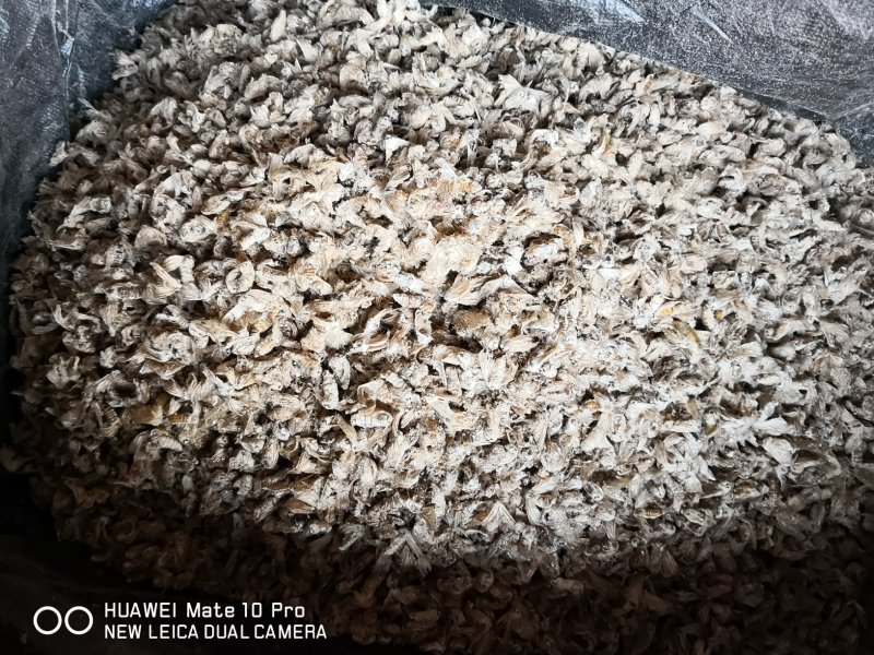 雌蚕蛾云南干货人工养殖2斤起包邮