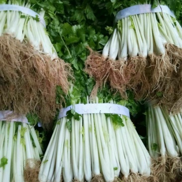 雪芹，也叫白芹菜