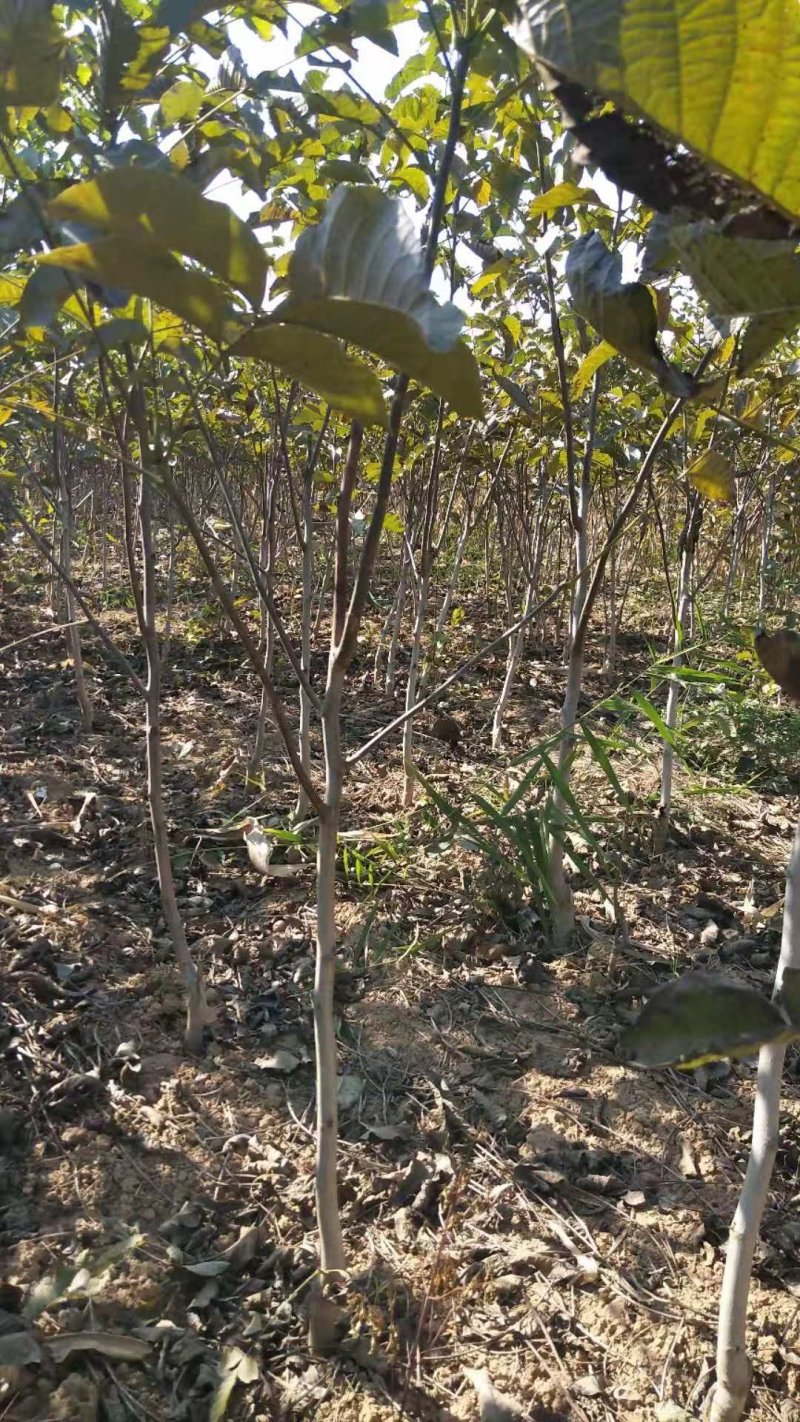 占地核桃苗&核桃树50~100cm2~3年苗量大质优