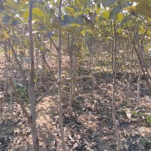 占地核桃苗&核桃树50~100cm2~3年苗量大质优