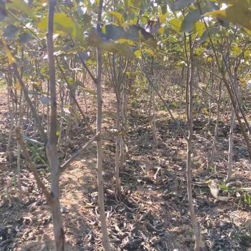 占地核桃苗&核桃树50~100cm2~3年苗量大质优