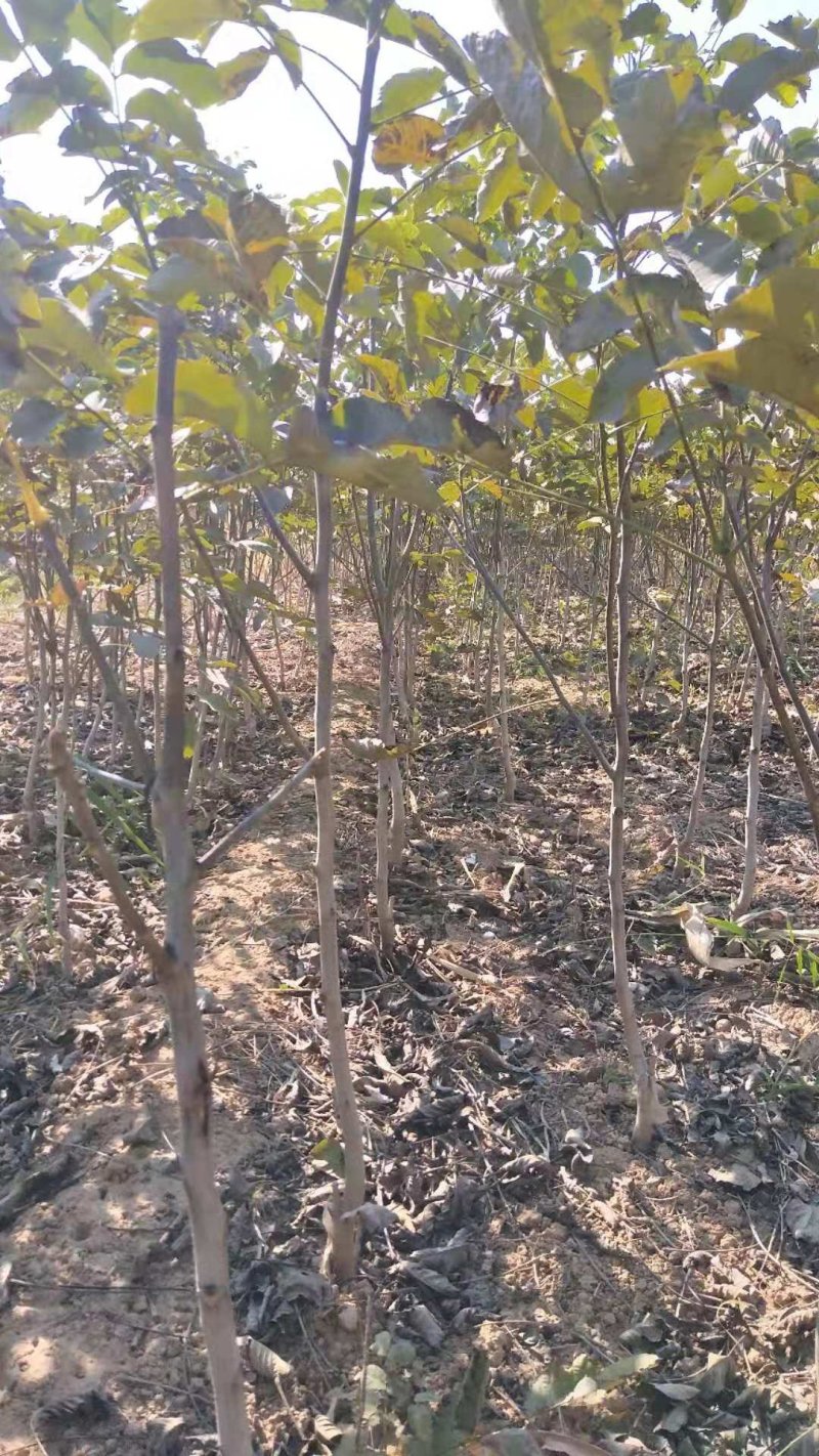 占地核桃苗&核桃树50~100cm2~3年苗量大质优