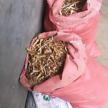 鸡头黄精