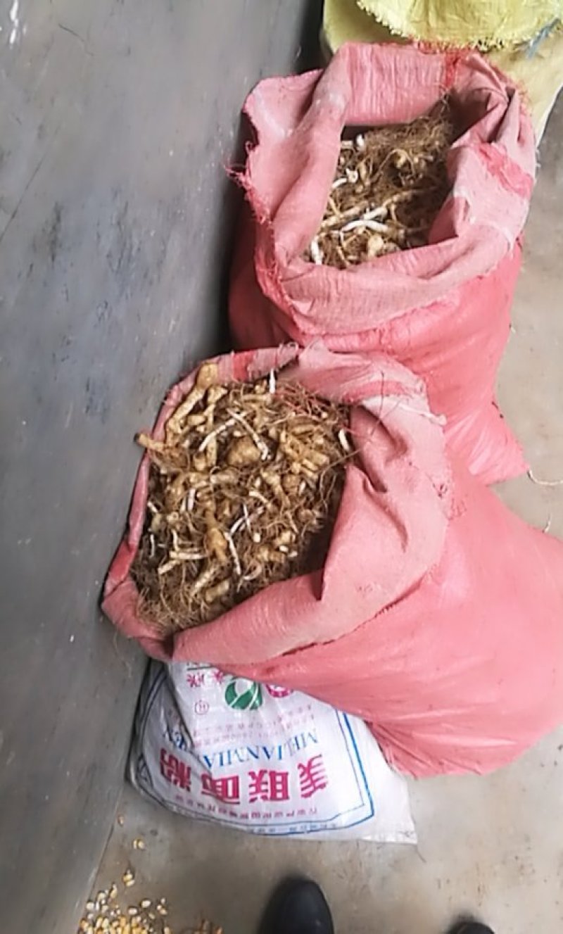 鸡头黄精