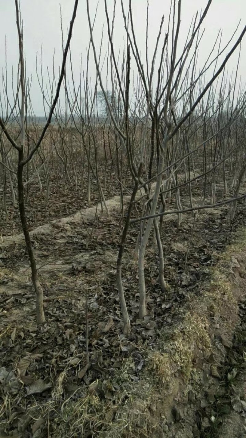 占地核桃苗&核桃树50~100cm2~3年苗量大质优