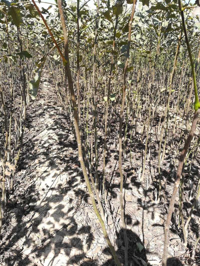 占地核桃苗&核桃树50~100cm2~3年苗量大质优