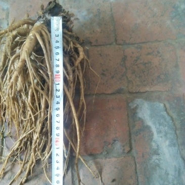 临洮马衔山岷当归海拔2500含量高个头大