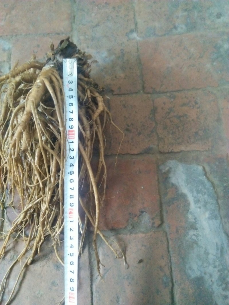 临洮马衔山岷当归海拔2500含量高个头大