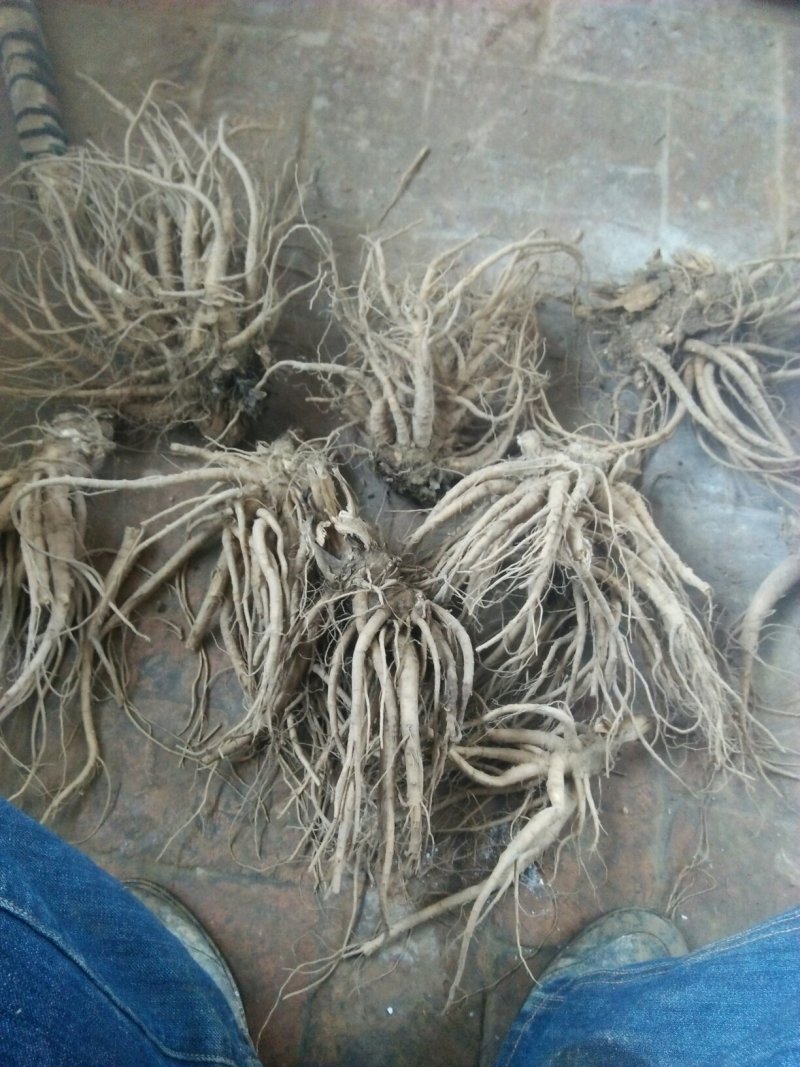 临洮马衔山岷当归海拔2500含量高个头大