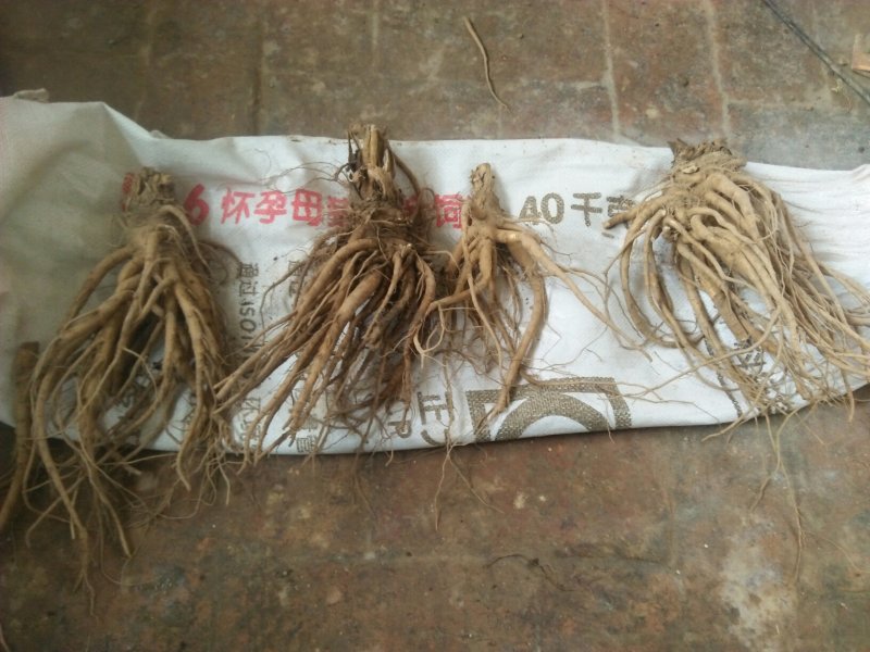 临洮马衔山岷当归海拔2500含量高个头大