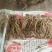 临洮马衔山岷当归海拔2500含量高个头大