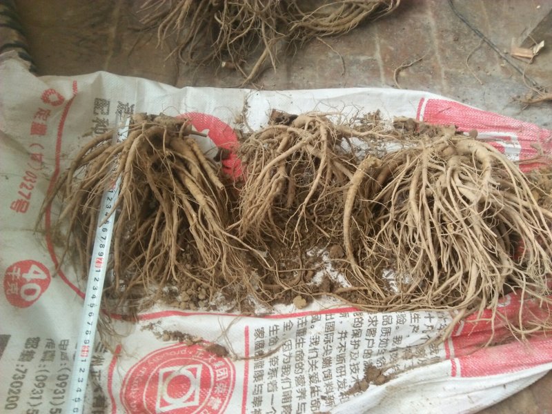 临洮马衔山岷当归海拔2500含量高个头大