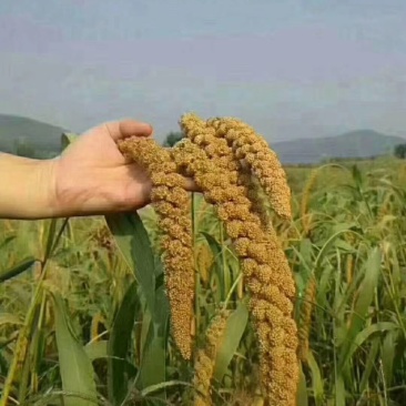 稻鸭共生