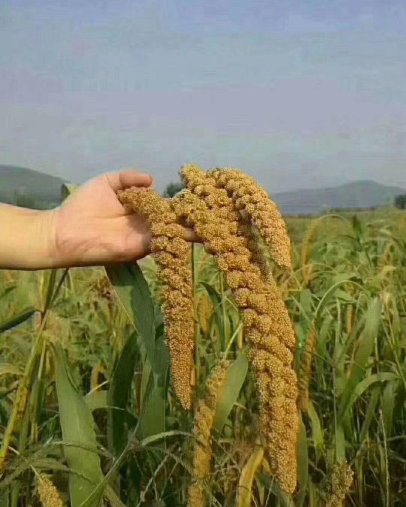 稻鸭共生