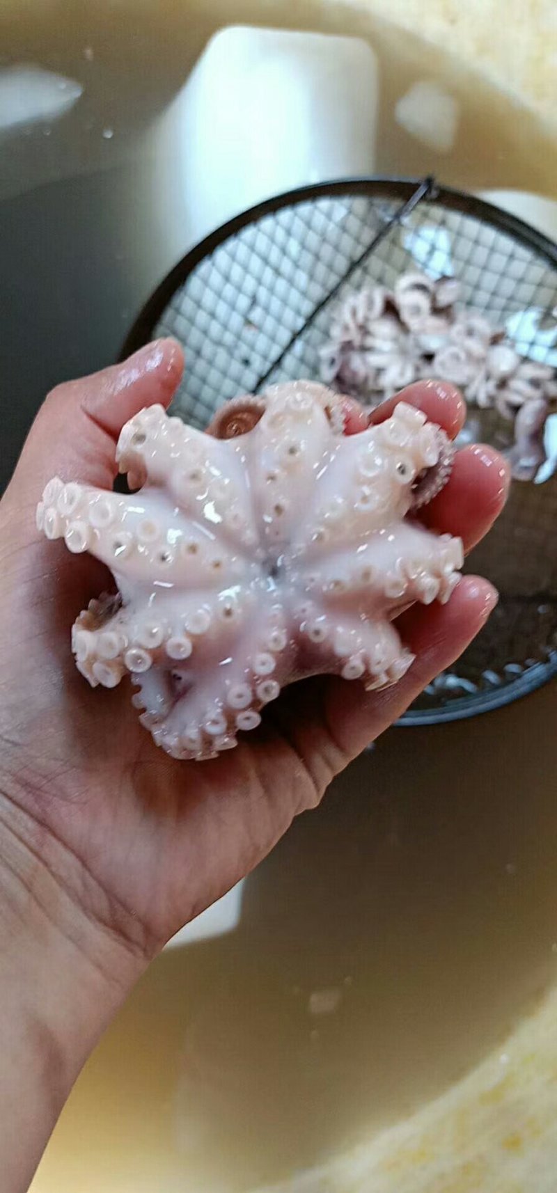 迷你小八爪