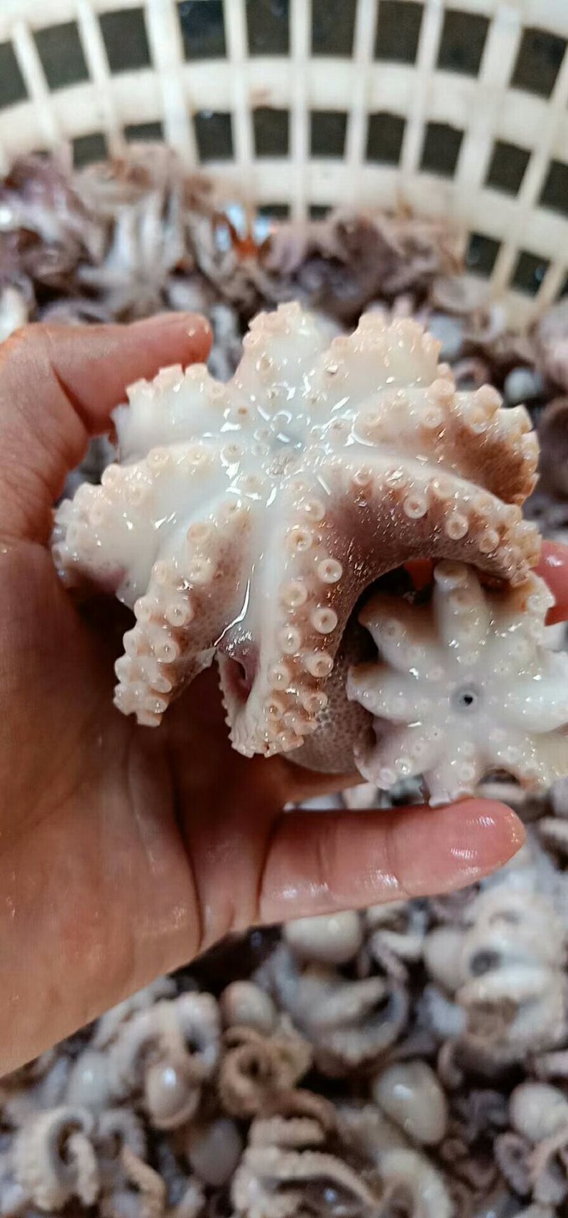 迷你小八爪