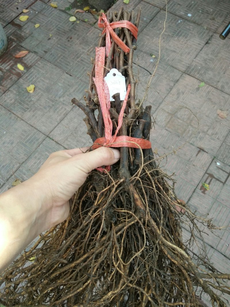 扦插嫁接阳光玫瑰葡萄苗
