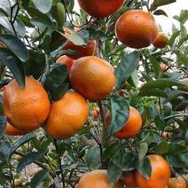 W·默科特柑橘苗/树人农林基地直发/纯度和品质保证。
