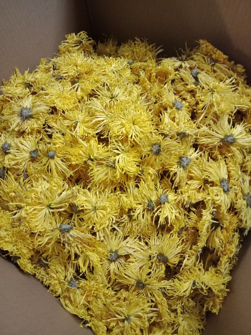 金丝黄菊