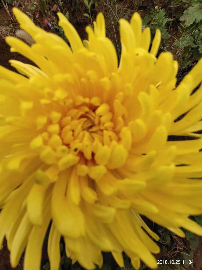 金丝黄菊