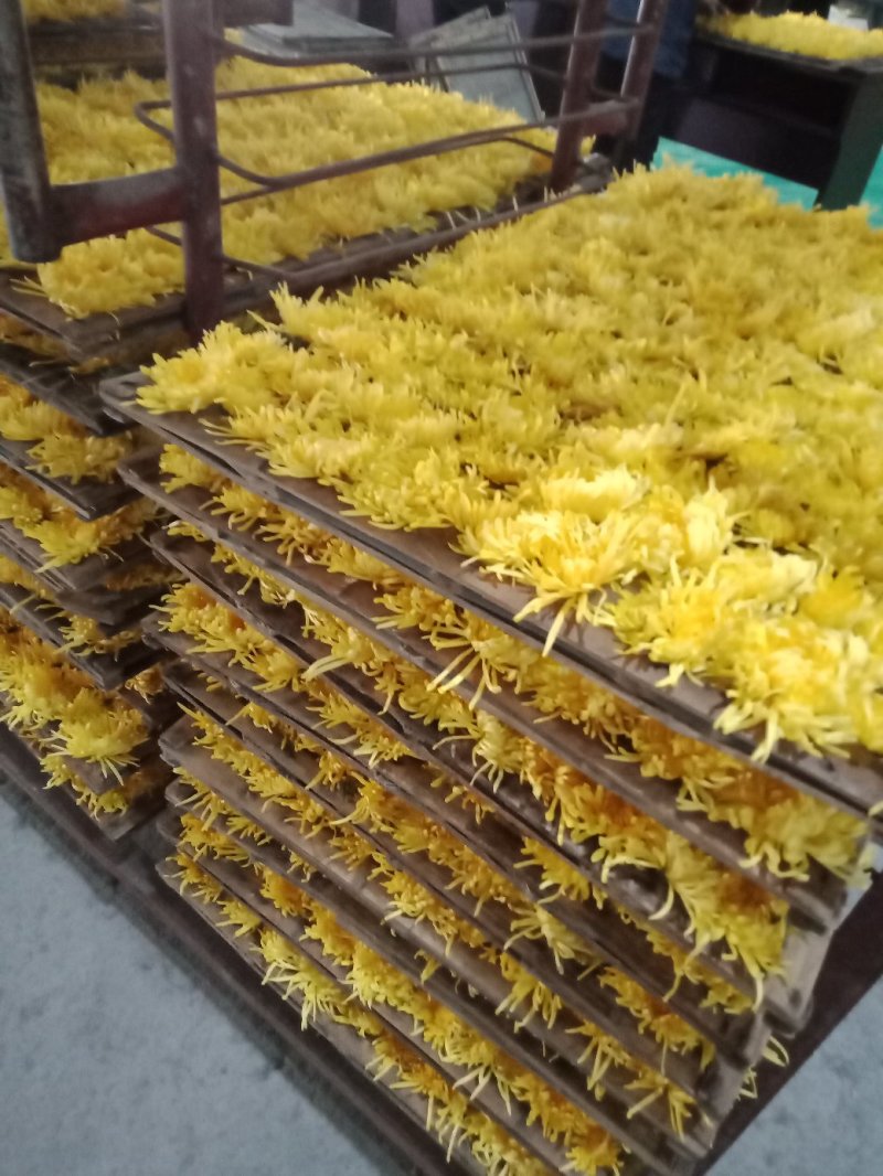 金丝黄菊