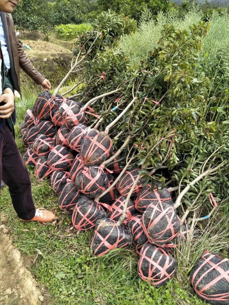 杨梅树成活率高基地直供提供技术指导支持