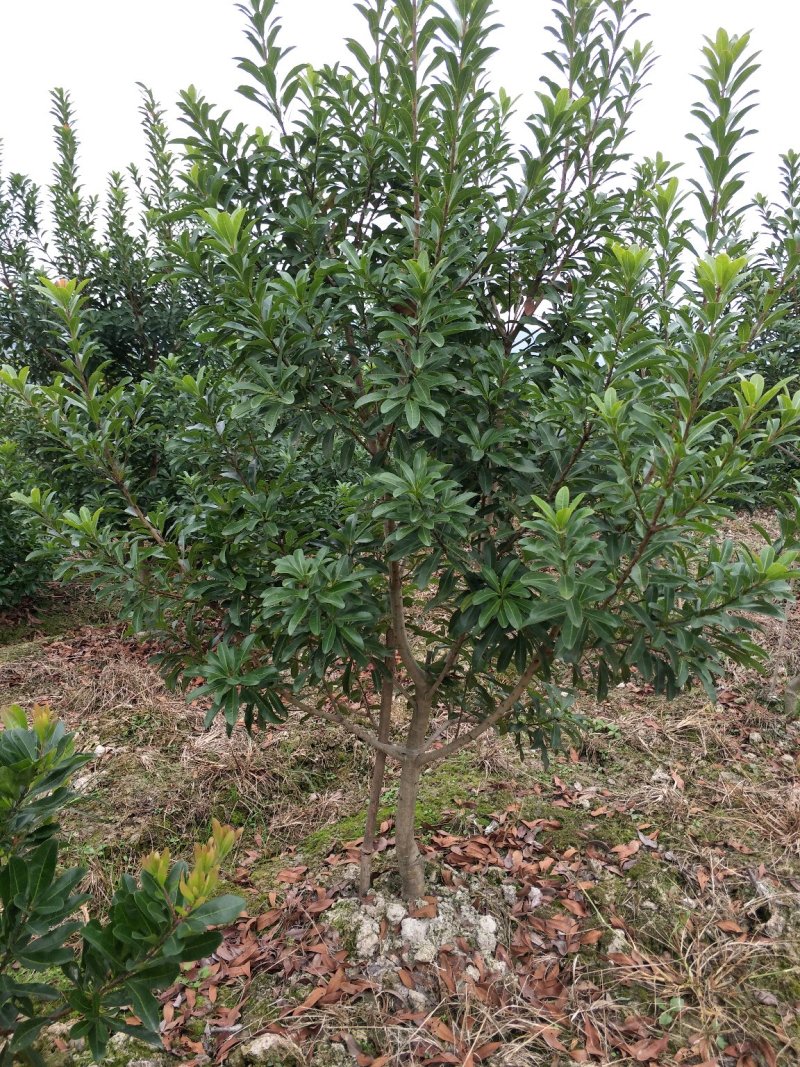 杨梅树成活率高基地直供提供技术指导支持