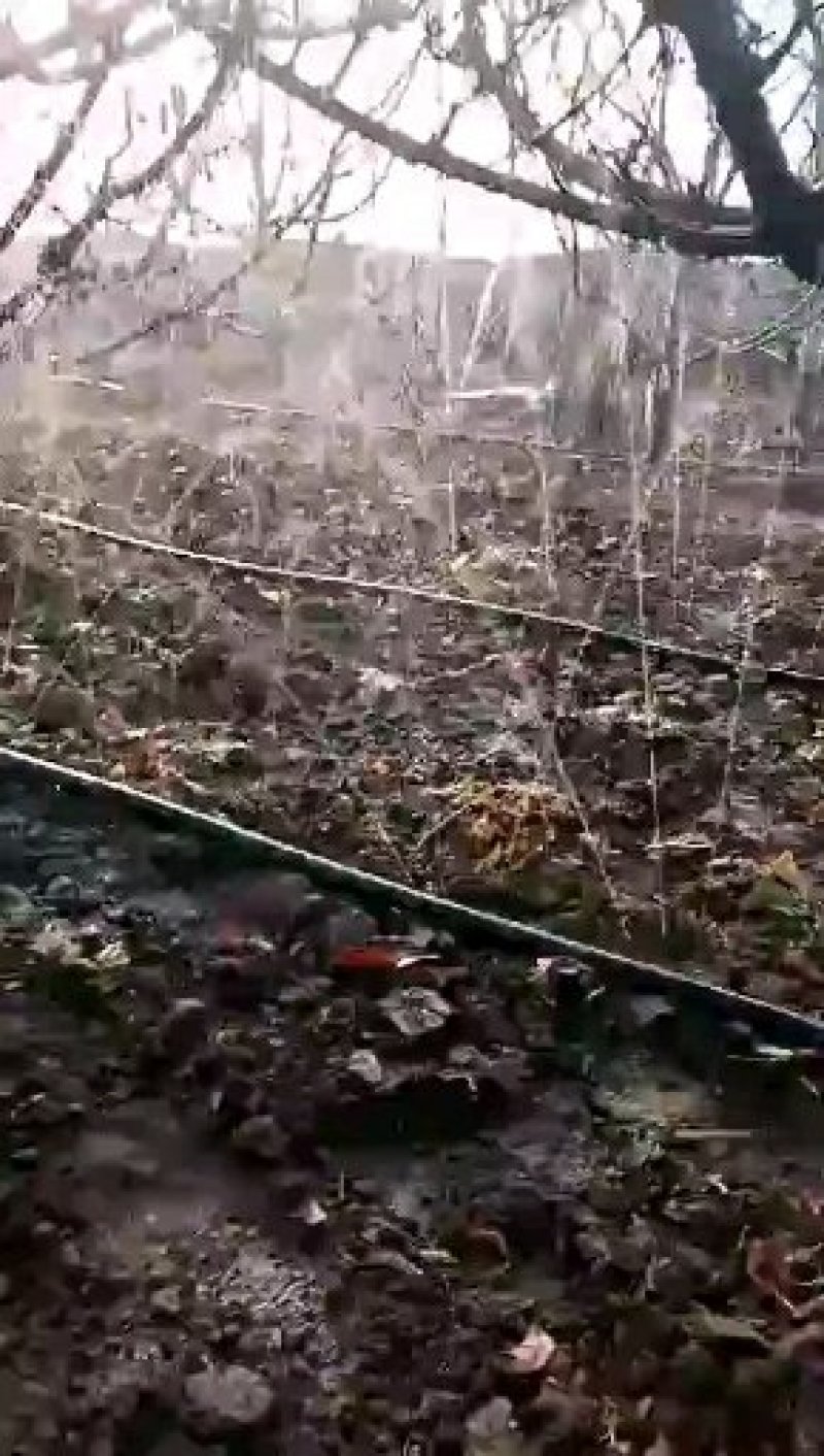 蔬菜喷灌