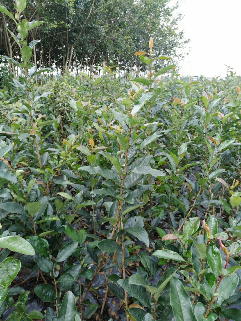 贴梗海棠，海棠花，铁脚海棠，种植户基地直销