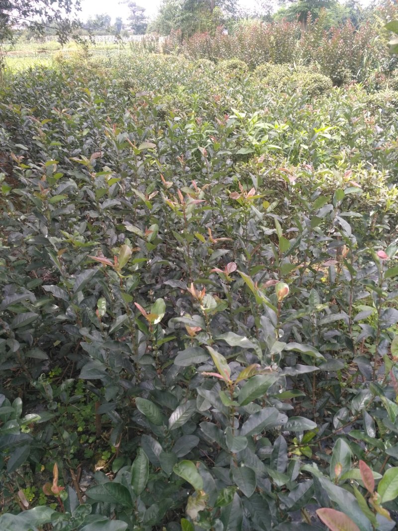 贴梗海棠，海棠花，铁脚海棠，种植户基地直销