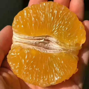 柑橘类