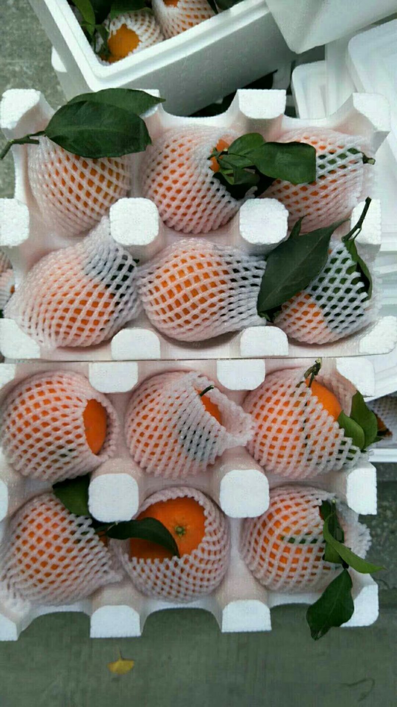 柑橘类