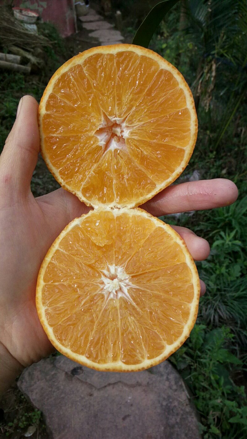 柑橘类
