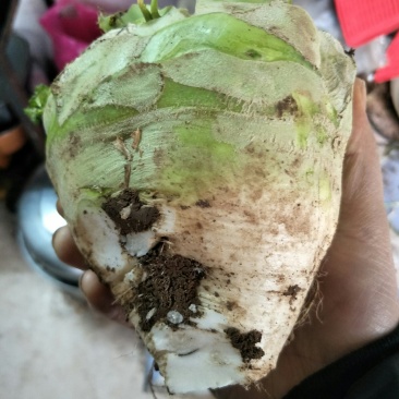 根茎类
