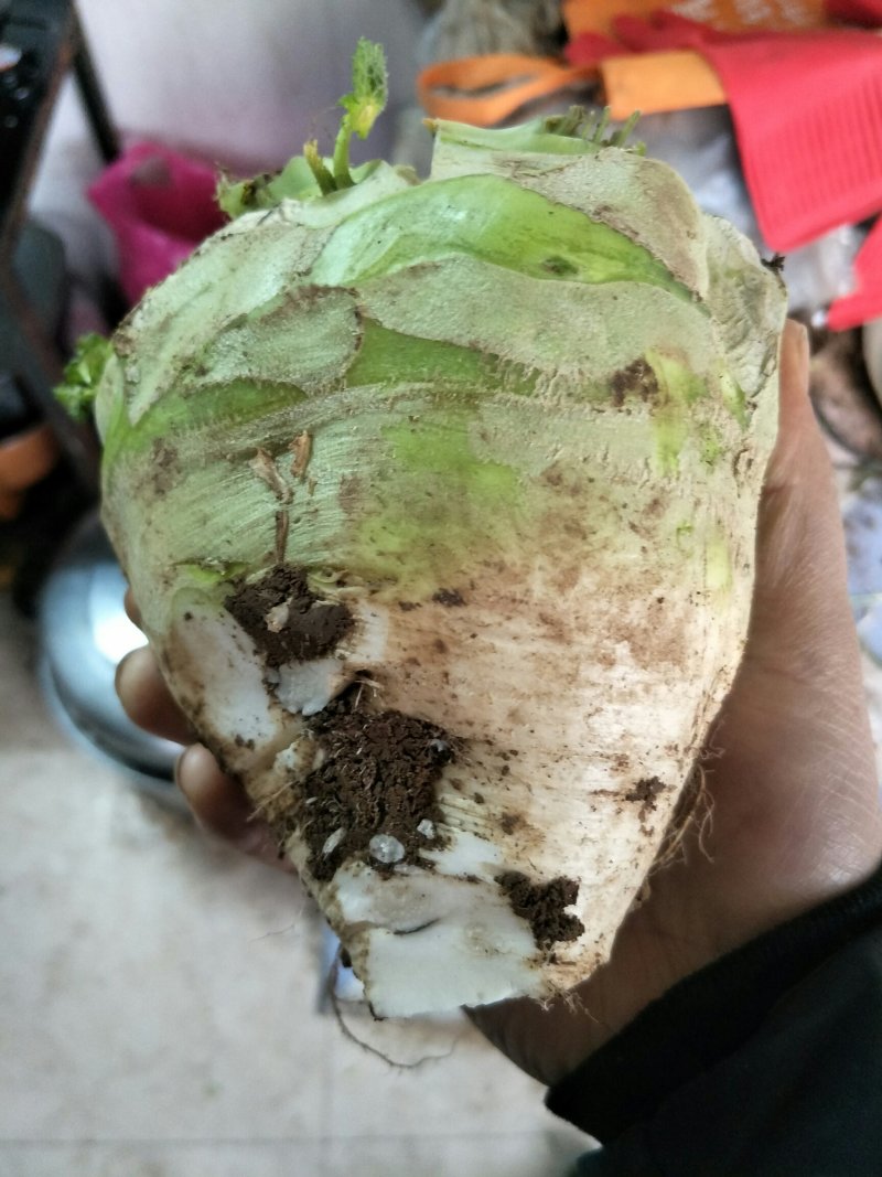 根茎类
