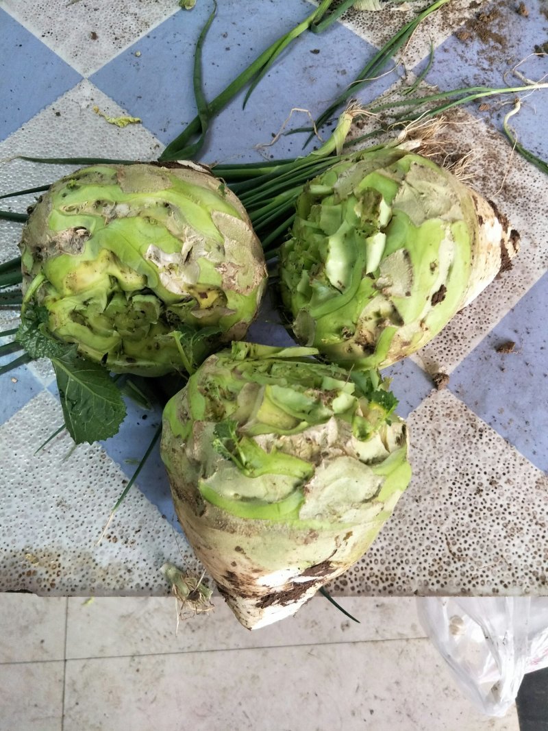 根茎类